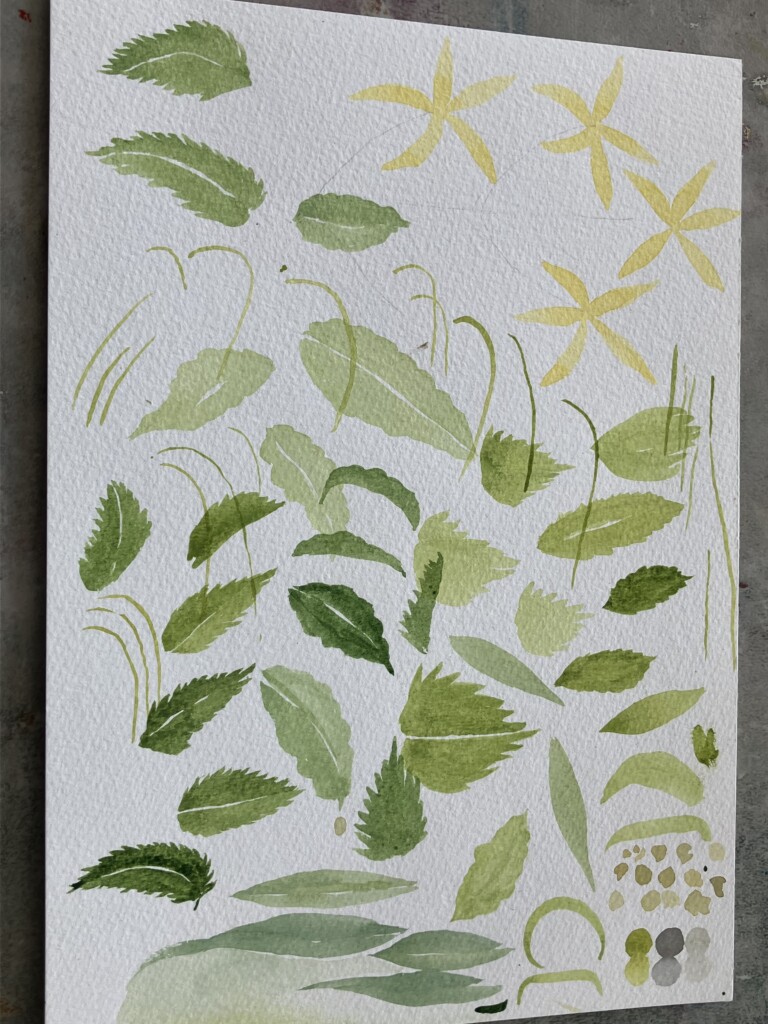 A watercolour study of leaves, delicate green leaves on white watercolour paper